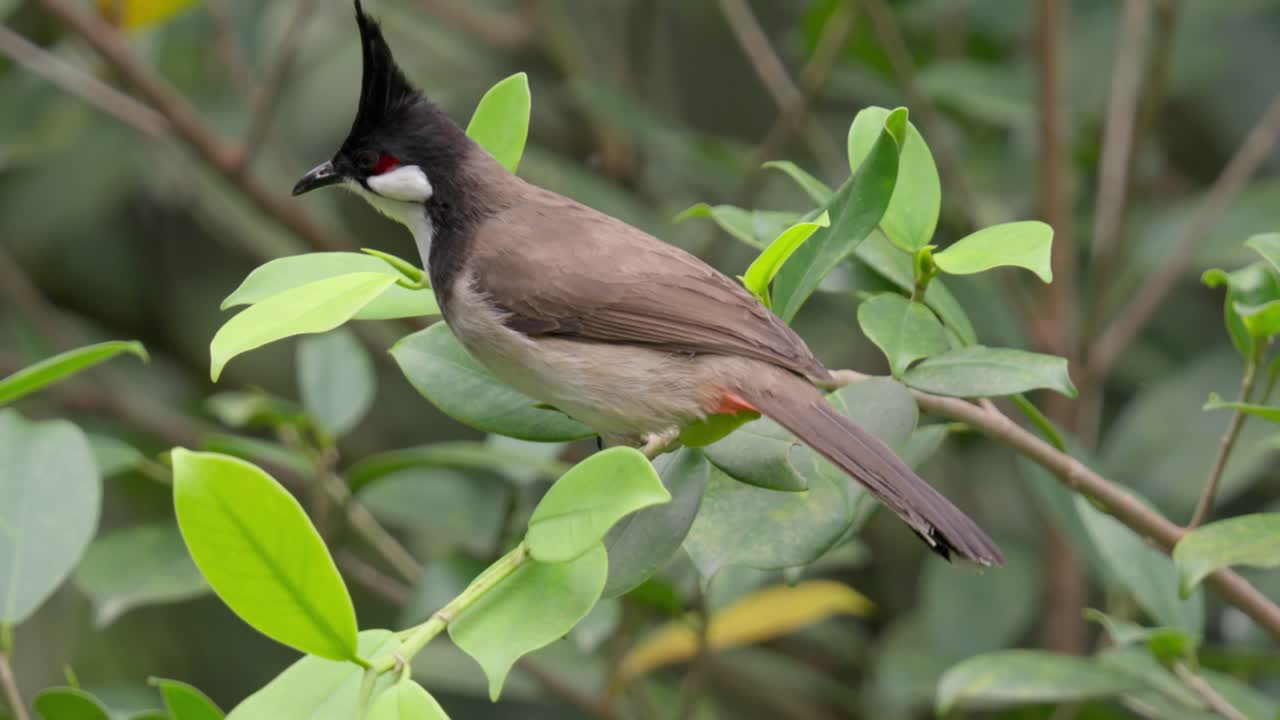 Perching Red-whiskered Bulbul Bird With Black Crest And White Cheek Patches. Close-up Shot