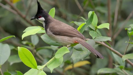 perching red-whiskered bulbul bird with black crest and white cheek patches. close-up shot