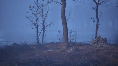 foggy forest landscape