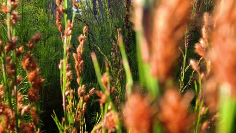 exploring dense vegetation in melbourne, australia