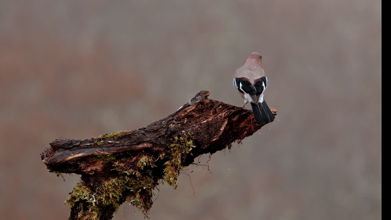 jay salvaje sentado en el tronco del árbol