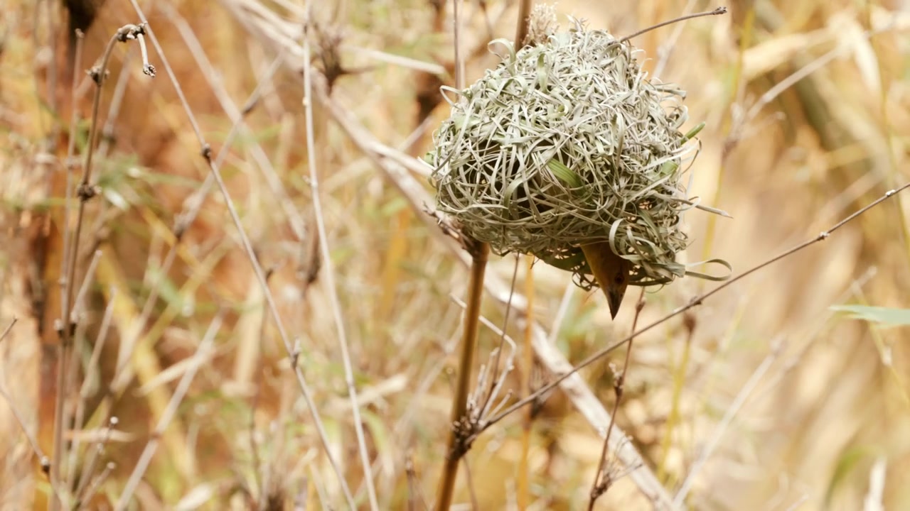 Round woven grass nest hanging from a reed stem as a weaver bird enters from below, set against dry grass in Zambia, Africa.