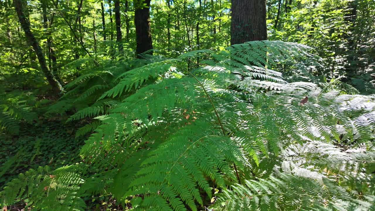 Ferne illuminate dal sole in una foresta lussureggiante
