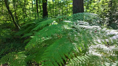 sunlit ferns in a lush forest