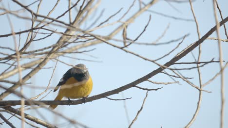 eastern yellow robin  jumps on a tree branch