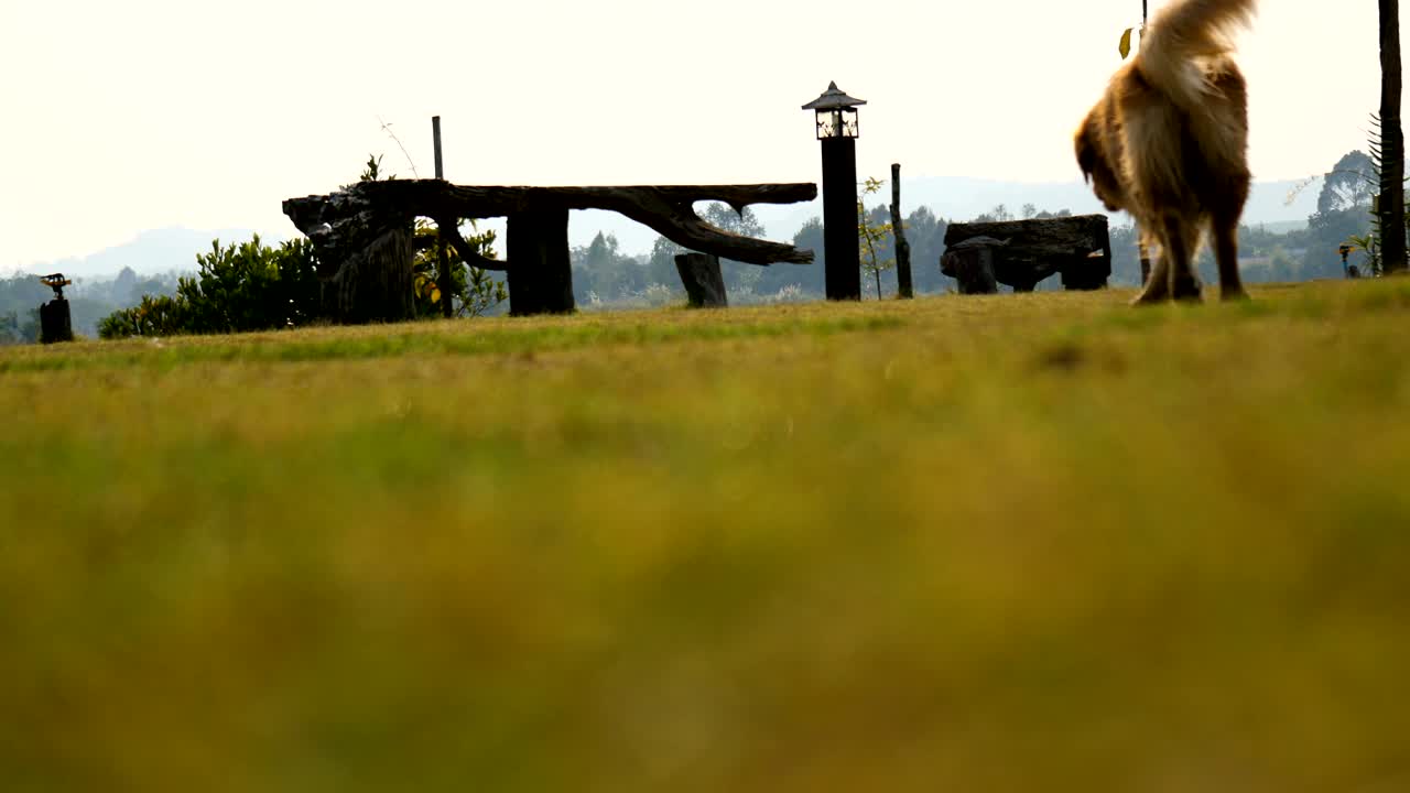 el perro se rasca la espalda contra el césped