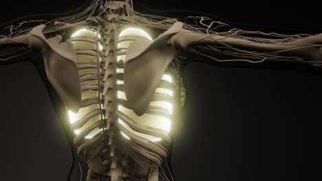 examen radiológico de los pulmones humanos