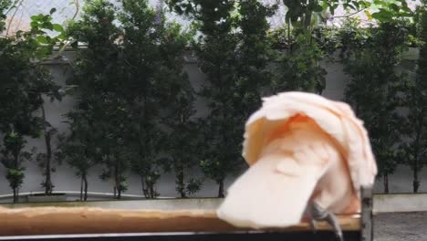 pink cockatoo in cage