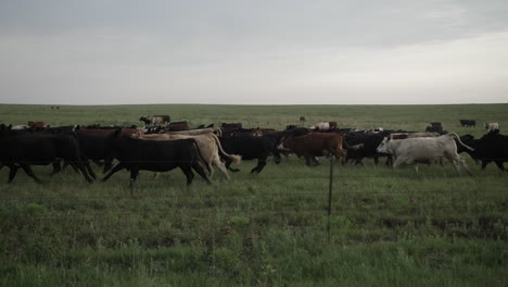 a herd of cows run behind a fence through green grass on a kansas farm