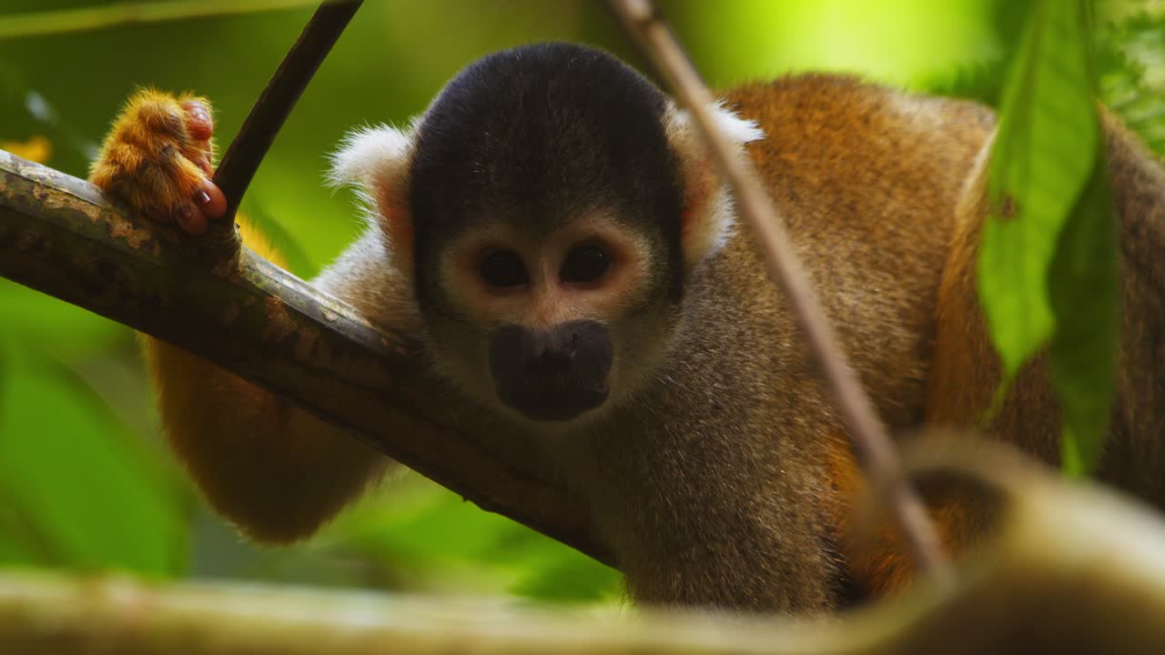 A black-capped squirrel monkey rests on a tree branch, captured in close-up within Peru’s jungle canopy.