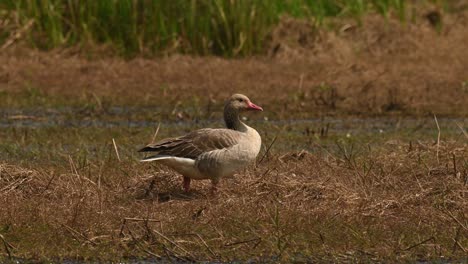 Greylag-Goose,-Anser-anser,-Bueng-Boraphet,-Nakhon-Sawan,-Thailand