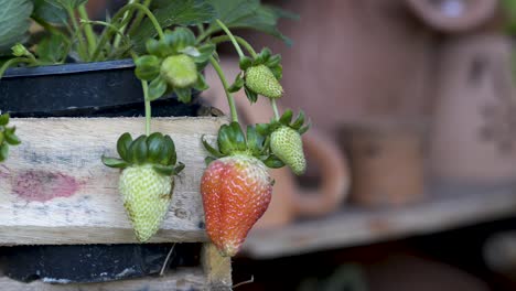 fresh strawberries growing in a vase