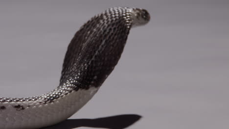 Spitting-cobra-turning-around-very-fast-nature-documentary