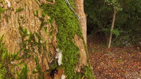 dentro de la selva tropical y los árboles