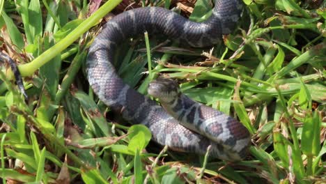 static up close view of a small snake in grass coilled up enlarging his body to ward off an attacker