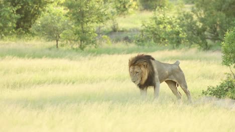 wide shot of a male lion stretching before lying down and disappearing in the long grass, greater kruger.