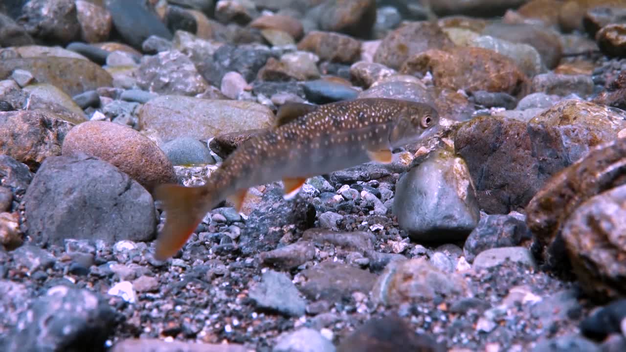 разные виды рыб борются с сильным течением, движущимся вверх по течению на аляске