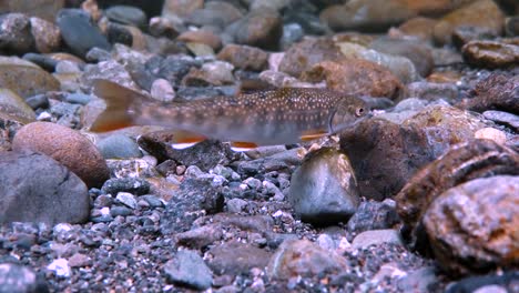 Diferentes-Tipos-De-Peces-Luchan-Contra-Una-Fuerte-Corriente-Que-Se-Mueve-Río-Arriba-En-Alaska