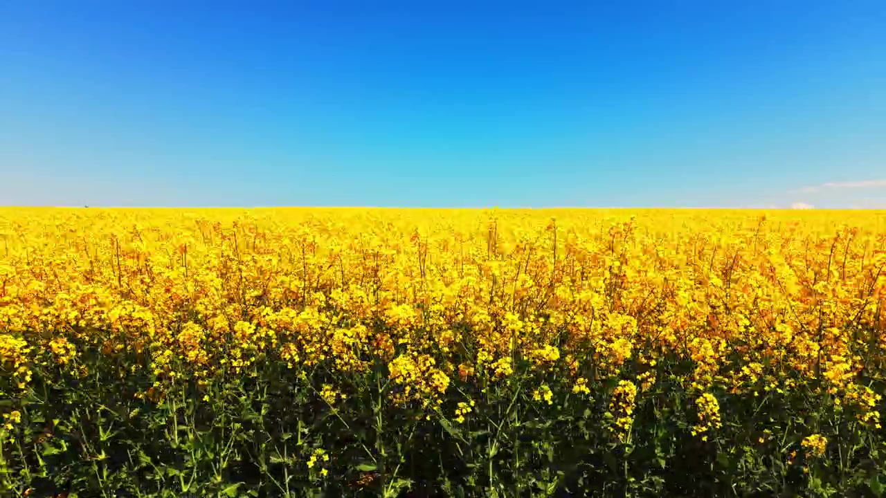 アイレベルで撮影された、満開の黄色い菜の花畑。澄み切った青い地平線と手前の緑の茎が特徴的。青空を背景にした菜の花畑のパースペクティブビュー。