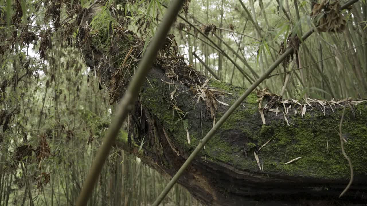 una toma media de un viejo tronco de árbol caído en descomposición rodeado de hojas secas en el bosque con árboles de bambú en el fondo