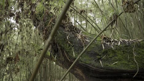 Eine-Mittlere-Schwenkaufnahme-Eines-Alten,-Zerfallenden-Umgestürzten-Baumstamms,-Umgeben-Von-Trockenen-Blättern-Im-Wald-Mit-Bambusbäumen-Im-Hintergrund