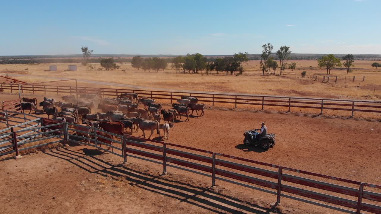 Kvæg i folde med en quad i Emerald, Queensland, Australien
