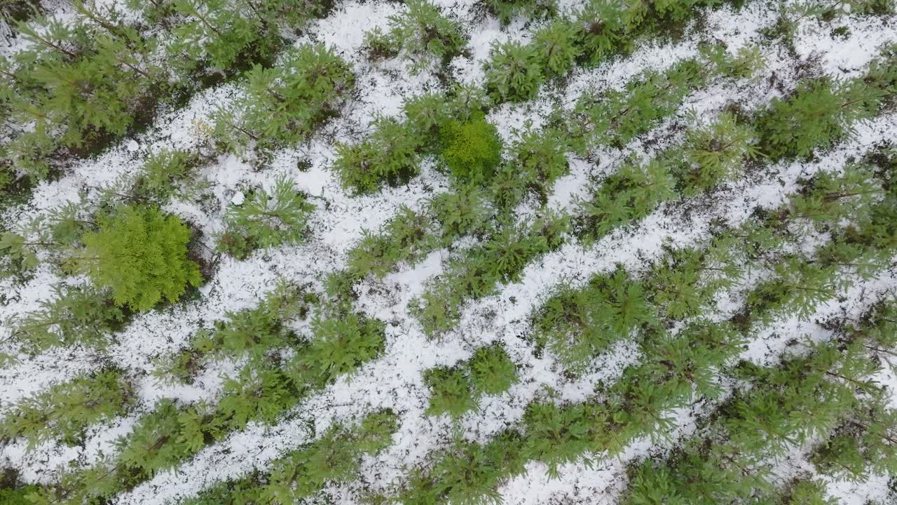 establecimiento de imágenes aéreas a vista de pájaro de árboles cubiertos de nieve ligera, bosque nórdico de pinos, día de invierno nublado, niebla que se levanta, nubes bajas que se mueven, disparo de drone en amplia ascensión