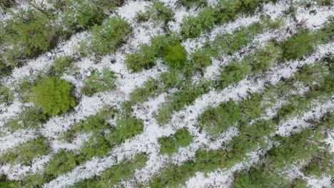 establishing birdseye aerial footage of trees covered with light snow, nordic woodland pine tree forest, foggy overcast winter day, mist rising, low clouds moving, wide ascending drone shot