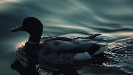 mallard duck calmly swimming on the lake at sunset time