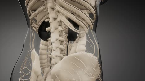 ilustración médicamente exacta de los riñones