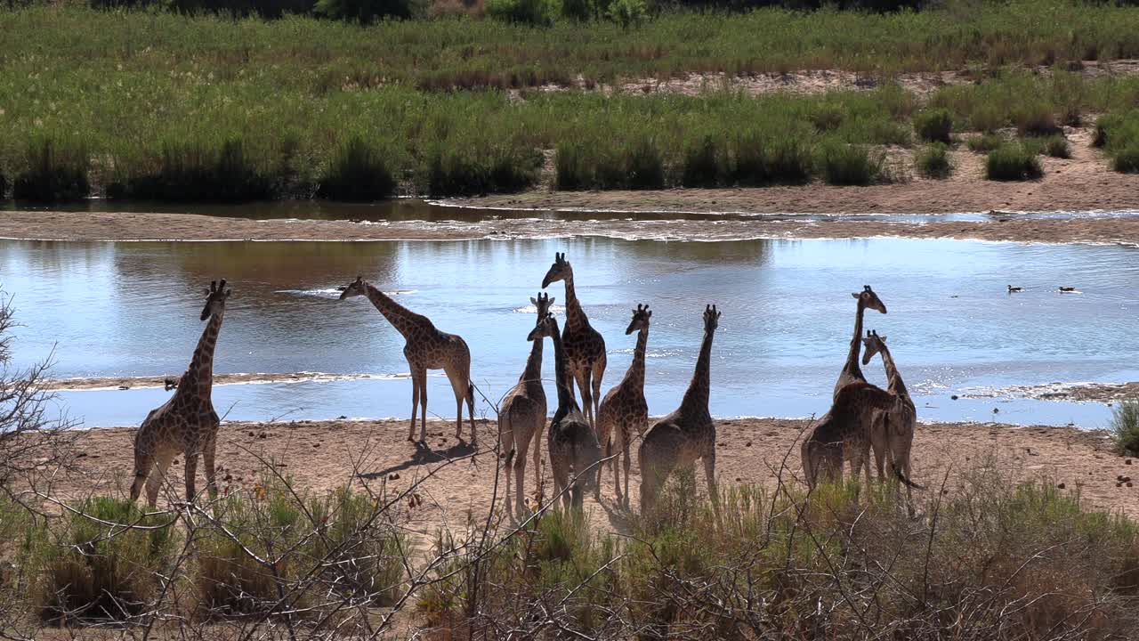 A large herd of Giraffe gracefully moves together next to a river in Africa. Wide shot