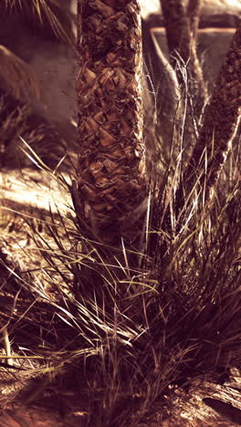 un primer plano del tronco de una palmera