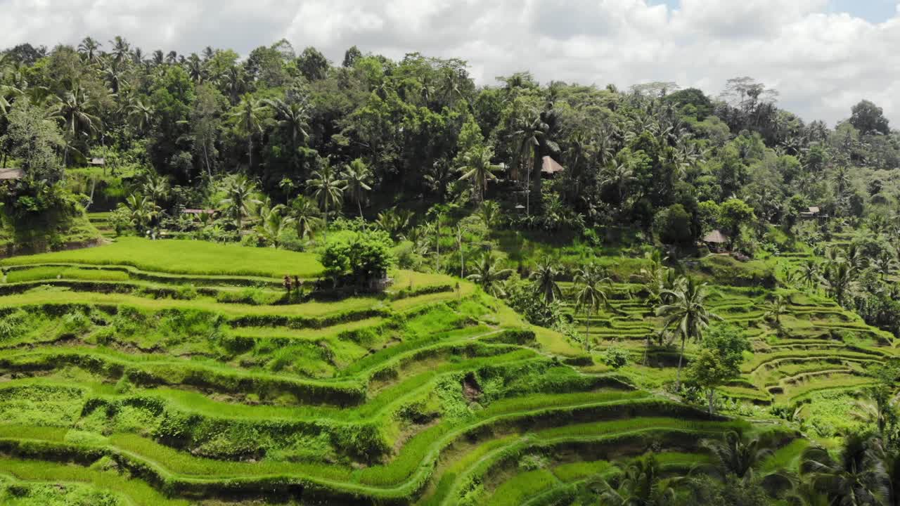 vista aérea de las terrazas de arroz de tegalalang en gianyar, bali, indonesia