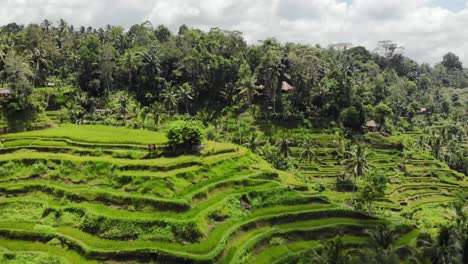 aerial view of tegalalang rice terraces in gianyar, bali, indonesia