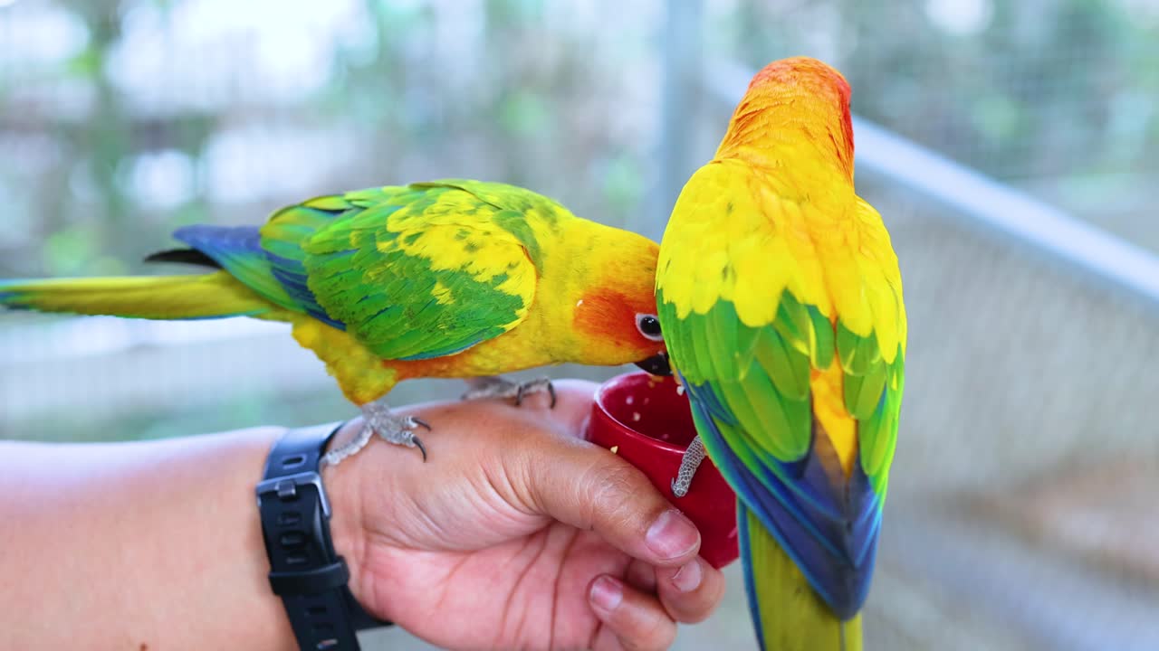 두 마리의 무새가 은 컵을 들고