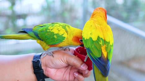 two parrots engage with a red cup