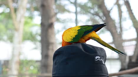 pájaro colorido posado en un sombrero al aire libre