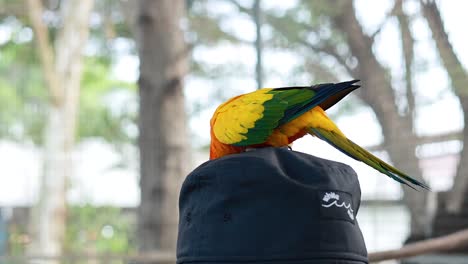 colorful bird perched on a hat outdoors