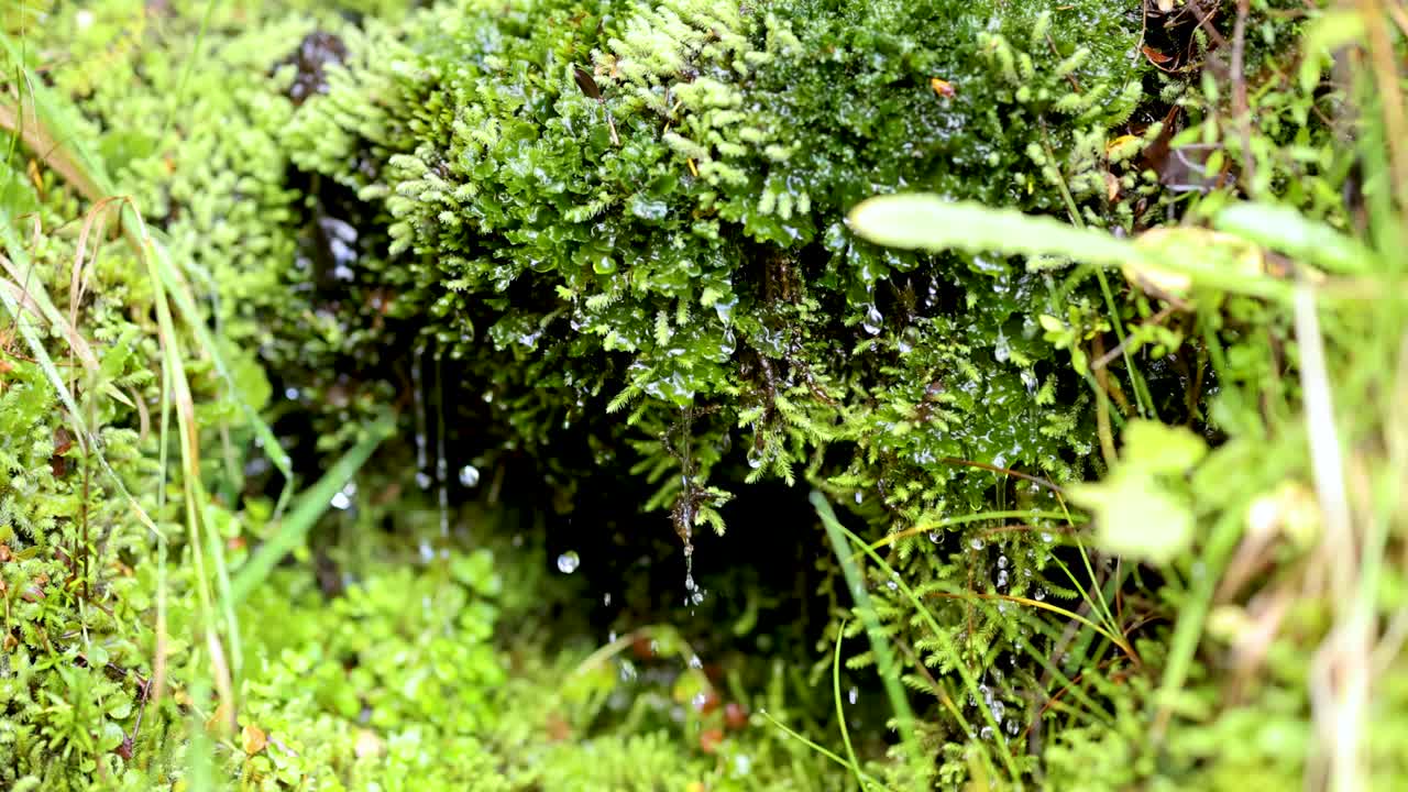 Primo piano di gocce d'acqua che cadono su muschio vivido, luce diurna intensa, profondità di campo ridotta, telecamera stabile