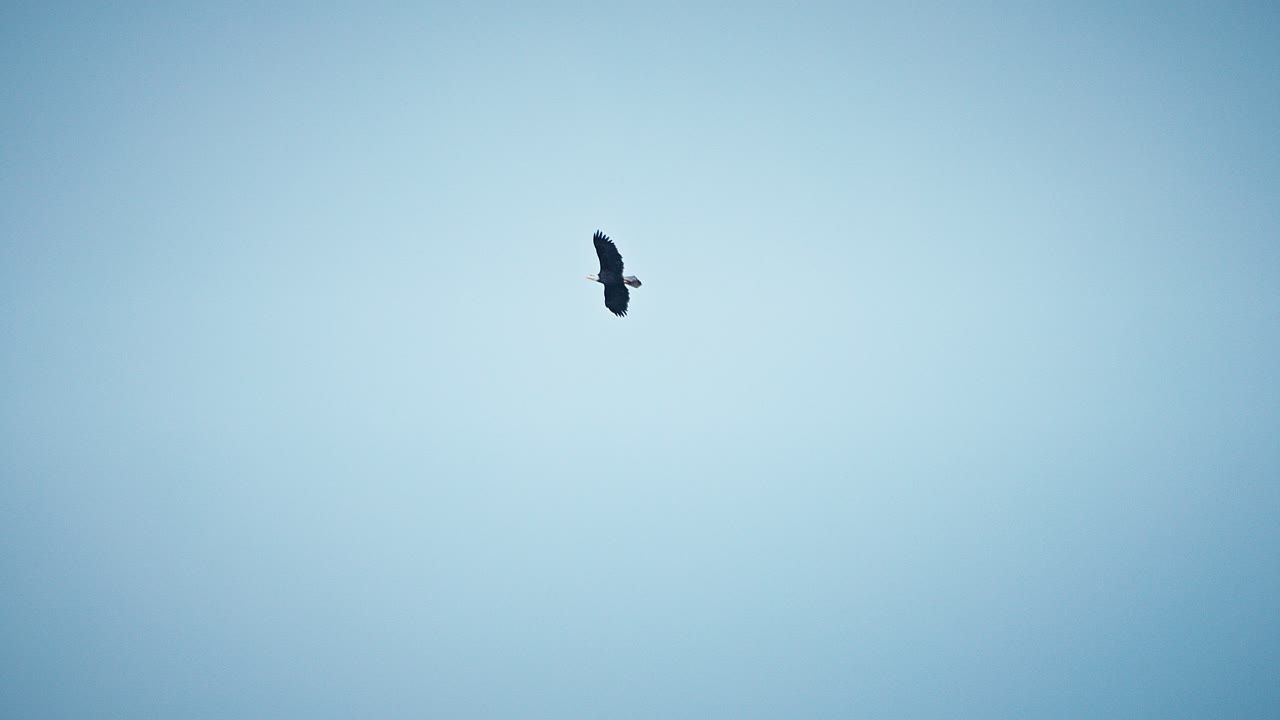 Bald Eagle flying high against clear blue skies