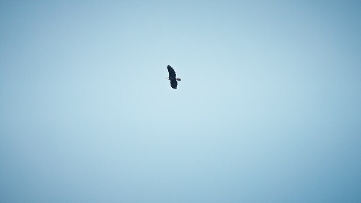 Bald Eagle flying high against clear blue skies