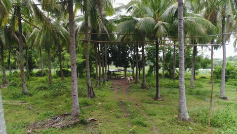 pull-out aerial shot of coconut trees with bamboo bridges for lambanong farming