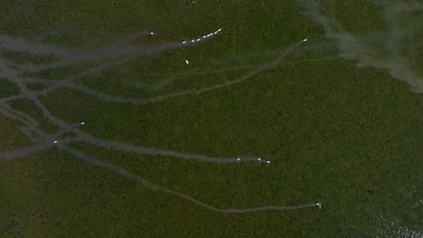 birds in a wetland - aerial view