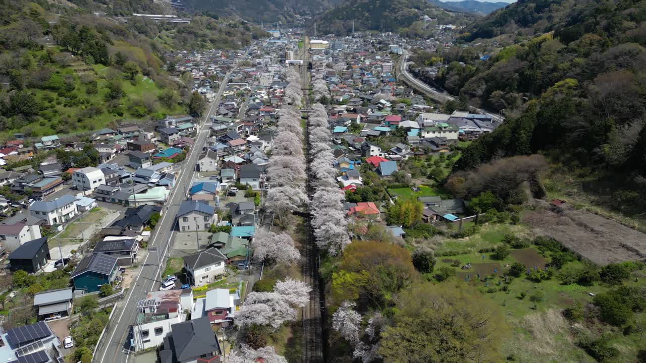 Cinematic slow motion reveal over rural village in Japan with cherry blossoms in spring