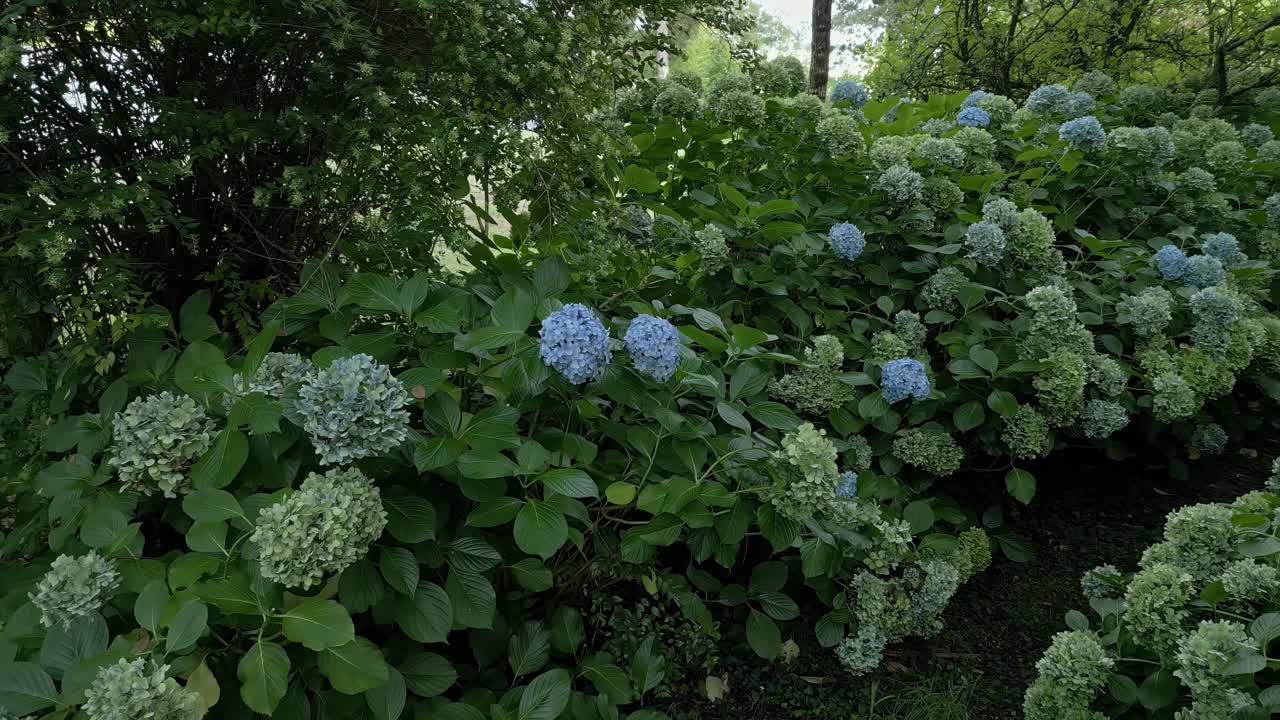 la flor de la hidrangea se vuelve azul desde el verde original indica que el suelo es ácido