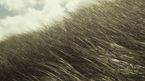 dune grass is gently moving in the wind