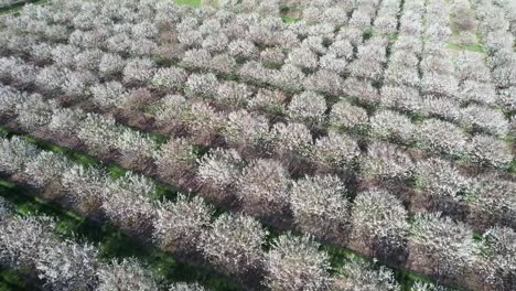 cada primavera, a mediados de mayo, los huertos de cerezos en door county, wisconsin, están en plena floración-2