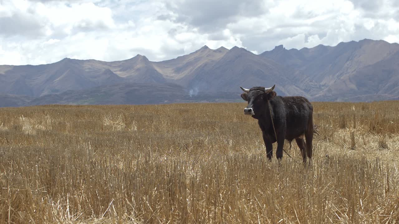 A black cow stands in the beautiful landscape of peru.