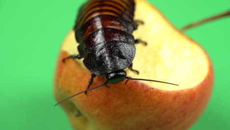 madagascar cockroach sits on an apple and eats it. green screen. close up