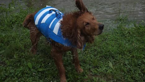 Hund-In-Schwimmweste-Schüttelt-Wasser,-Nachdem-Er-Aus-Einem-Fluss-Gekommen-Ist